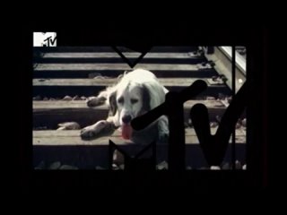 2012, announcement of the film white bim, black ear (mtv-russia)