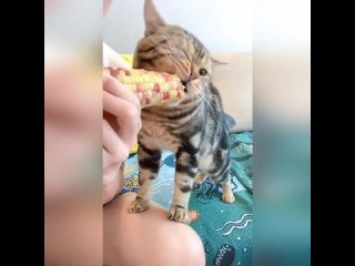 forever hungry cat