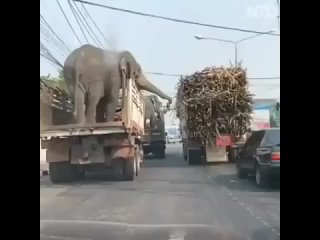 smart elephant