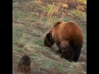 bear family