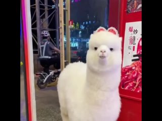 alpaca