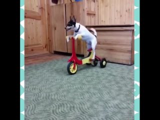 this is a dog riding a bike