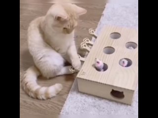 cat toy