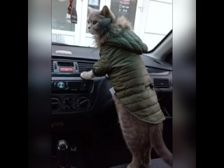 cat in a jacket. sit down laugh