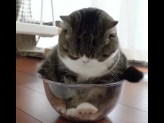 cats are liquid