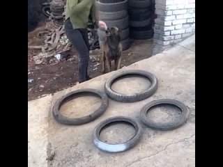 smart dog