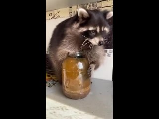 raccoon