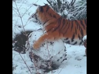 the amur tiger makes a snowman.