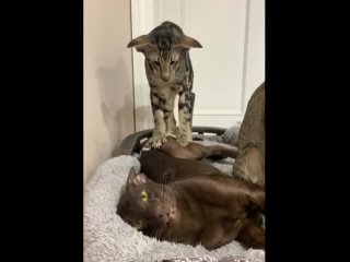 cat massage