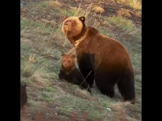 bear cubs